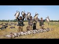 2020 Barley Field BEAT DOWN Goose Hunt!! (41 Birds Down)