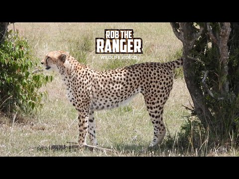 Female Cheetah Finds A Scent | Lalashe Maasai Mara Safari @robtheranger