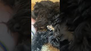 She Fell Asleep On My Hand