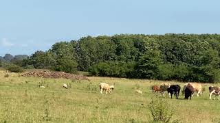 Cow's Farm at the countryside in England #short video