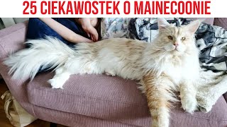 Mainecoon - TEGO NIE WIEDZIAŁEŚ O TYM KOCIE CIEKAWOSTKI O MAINECOONIE by Kocie Sprawy 1,226 views 5 months ago 3 minutes, 6 seconds