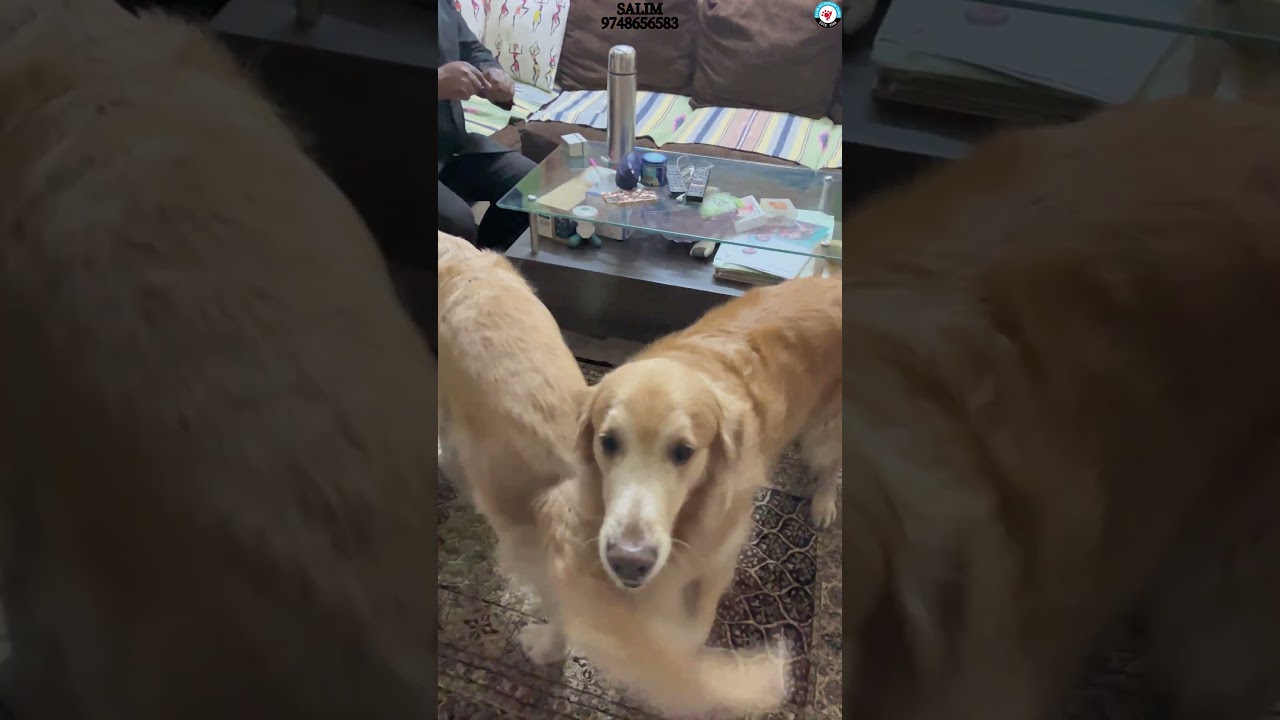#goldenretriever