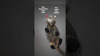 Gourmet kitty 👩🏻‍🍳🥩 #furryfritz #catographer #cat #wagyu #spoiledcat #catasmr #funnycat