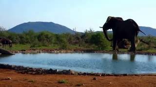 Bull Elephant enraged to find pack of Wild Dogs at the Bush House waterhole