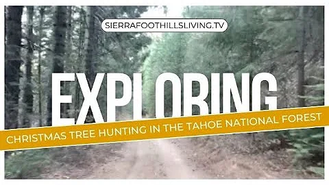 How to Get Your Christmas Tree Permit in the Sierra Foothills (Tahoe National Forest)