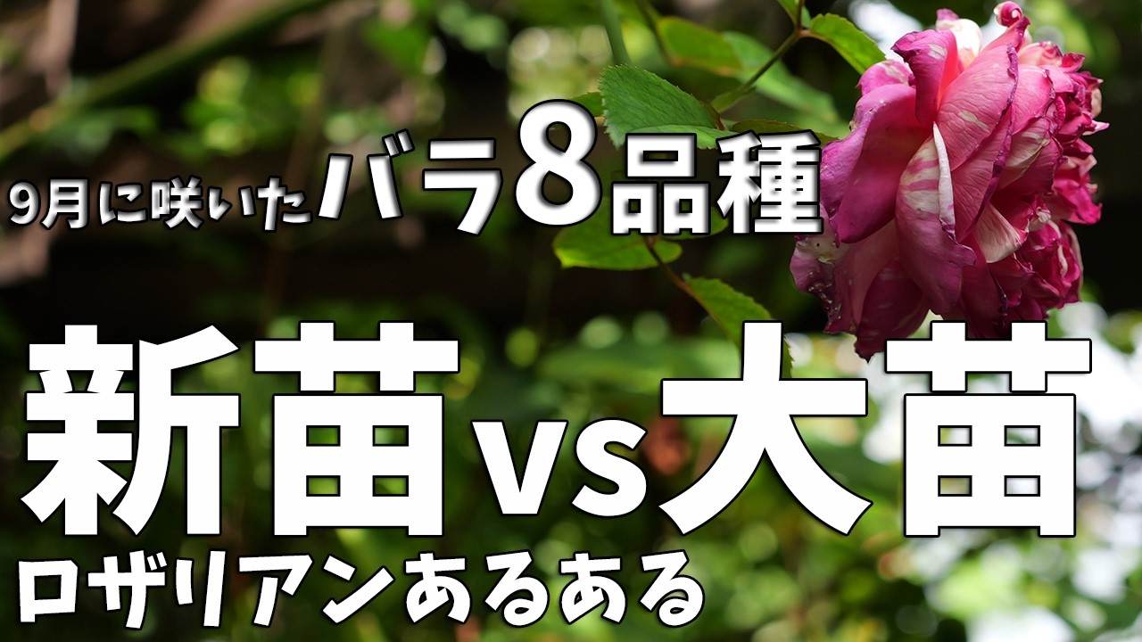 Should You Buy Own-Root or Grafted Roses? Solving the Paradox of