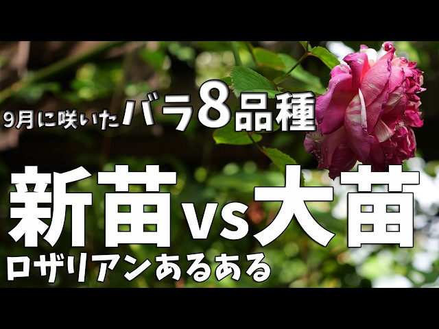 Should You Buy Own-Root or Grafted Roses? Solving the Paradox of
