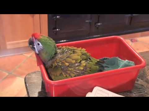 Buckle, A Baby Shamrock Macaw Learns To Fly Free