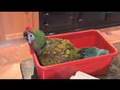 Buckle, A Baby Shamrock Macaw Learns To Fly Free