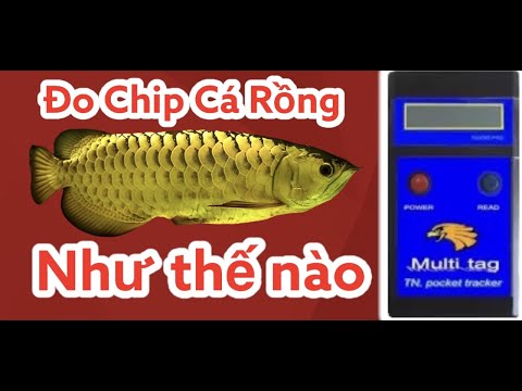 Video: Chip tăng giá trị ròng