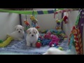 Just Incredible Coton de Tulear  Missoni Puppies 7 full weeks old1