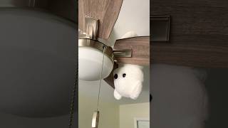 Bear Sleeping On Ceiling Fan Alarm