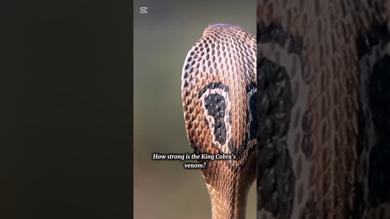 How Strong İs tThe King Cobras  Venom ? 