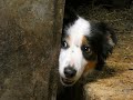 Rencontre indite  ltable en lozre entre un chien border collie et de jeunes vaches brunes