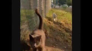 Collective Soul - Shine [YLYL MIX]