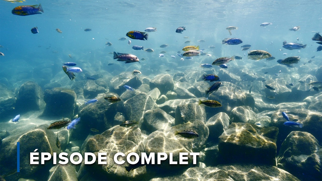 Lac Malawi :  Spectacles d'évolution et de couleur | Les merveilles sous-marines d'Afrique 104