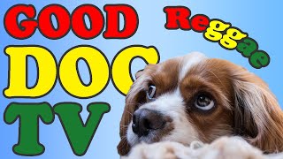 Relaxing Reggae Music for Dogs!  MAX RELAX REGGAE STYLE!  Reggae & Chil by Good Dog TV 3,110 views 2 years ago 3 hours, 6 minutes