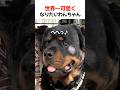 世界一可愛くなりたいわんちゃん