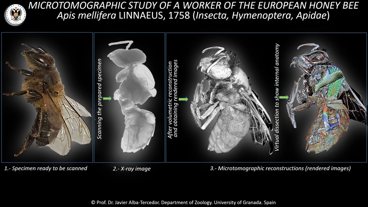 Micro-CT study of the European worker honey bee: A travel inside the bee