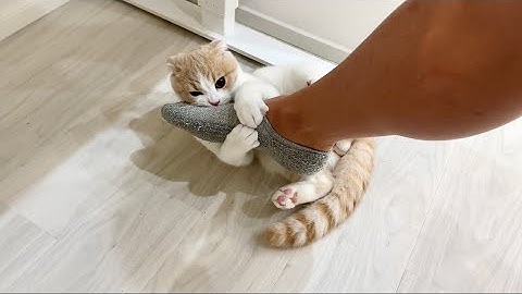 仕事中に甘えんぼ子猫を無視し続けたらついにこうなっちゃいました…汗