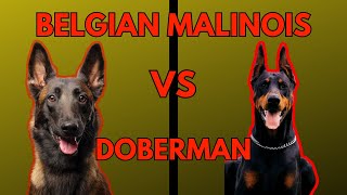 Belgian Malinois vs Doberman: Which One is Right for You by PawPrints Perfect 2,466 views 2 months ago 9 minutes, 15 seconds