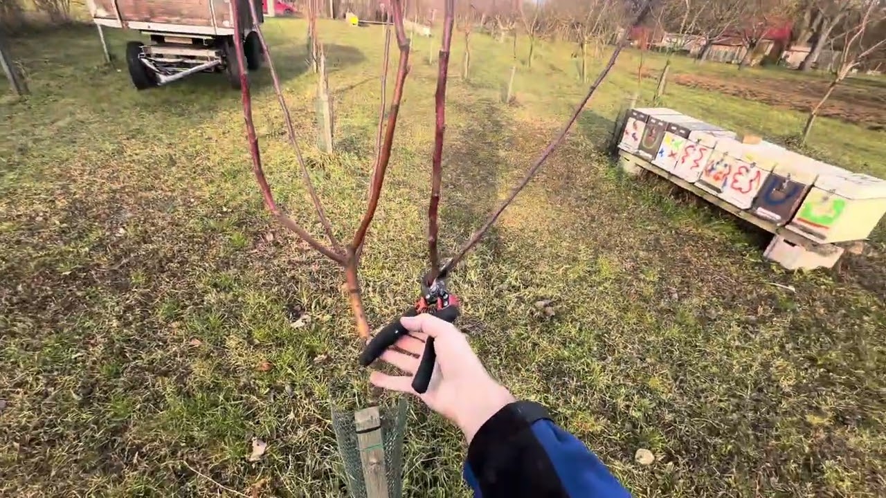 📌 Proč je ŠPIČÁK nejlepší volbou pro ovocné stromy? 🌳🍏