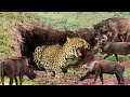 OMG! Leopard Enters Cave To Capture Warthog - Leopard Suffers Pain When Warthog Teeth Are Stabbed