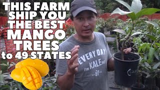 This Farm Ships You the BEST Mango Trees to 49 States. 330+ Varieties by Learn Organic Gardening at GrowingYourGreens 9,439 views 5 months ago 45 minutes