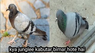 क्या जंगली कबूतर बीमार होते है || wild pigeon kya bimar hote hai || junglee kabutar ||