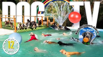 Dog Daycare TV: Entertainment for Dogs 🐶 Videos For Dogs to Watch to Prevent Boredom & Anti Anxiety