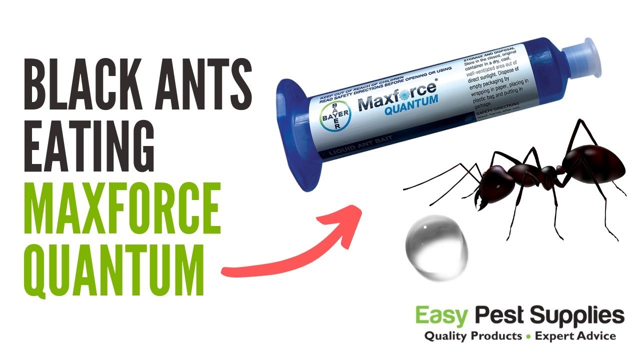 Black Ants Eating Maxforce Quantum Ant Bait Gel 