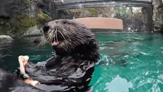 Hungry Sea Otters Crack And Eat Tasty Shellfish