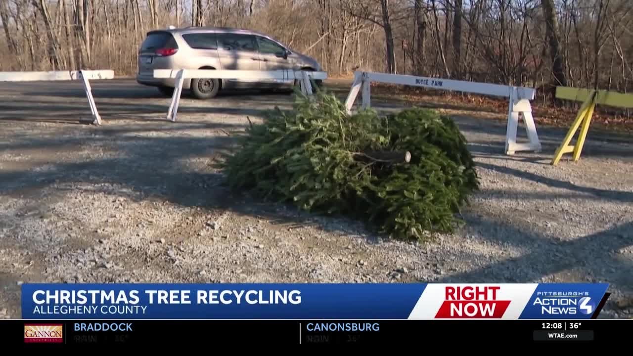 Allegheny County Christmas Tree recycling program underway - YouTube