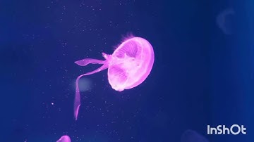سورة الكهف كامله تلاوه هادئه تريح الأعصاب والنفس ماهر المعيقلي تلاوه ماهر المعيقلي جمعه مباركه  2023
