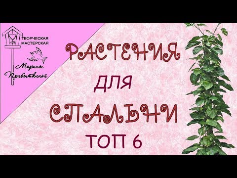 Растения для спальни// 6 вариантов