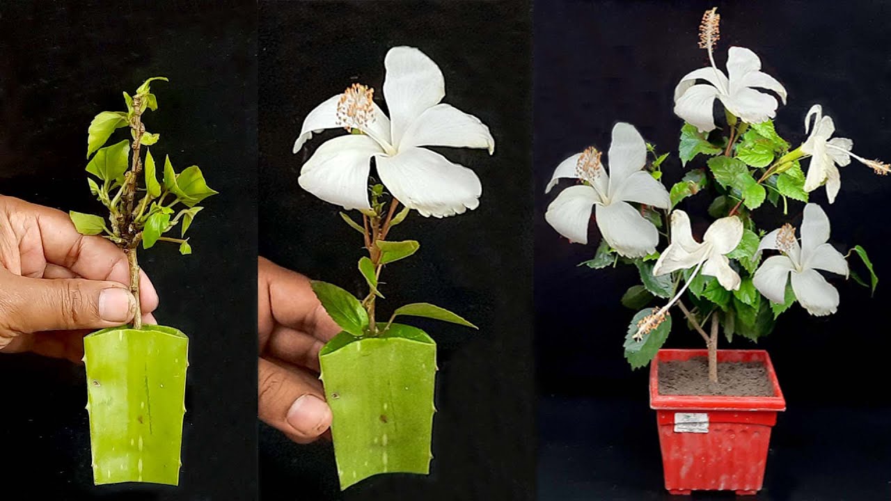 How to Grow Hibiscus Cutting By Aloe vera Rooting Hormone! 100