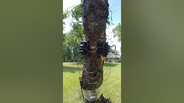 How To Squirrel Proof A Fruit Tree