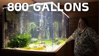 Cory's Massive 800 Gallon Community Aquarium!
