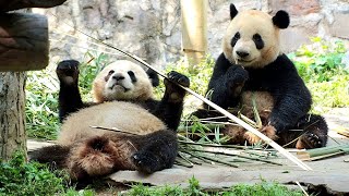 20240427 Le Le and friends breakfast together @Dujiangyan Giant Panda Garden 叻叻和友友们一起吃早饭 @都江堰中文大熊猫苑