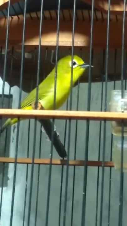 Pleci flavus ngalas / pleci tambak ngalas /pleci ngalas / pleci gacor