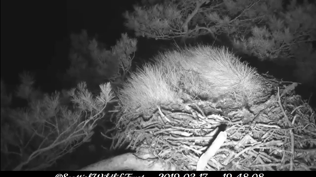 Screams of foxes, with a goose at the end ??? ~ ©Scottish Wildlife Trust, Lowes