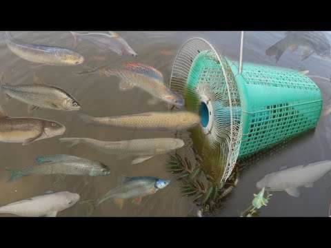 Criativa garota faz armadilha de peixe usando PVC - guarda-fãs - cesta para pegar muitos peixes