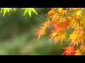 Autumn footage /  Осенний футаж 54