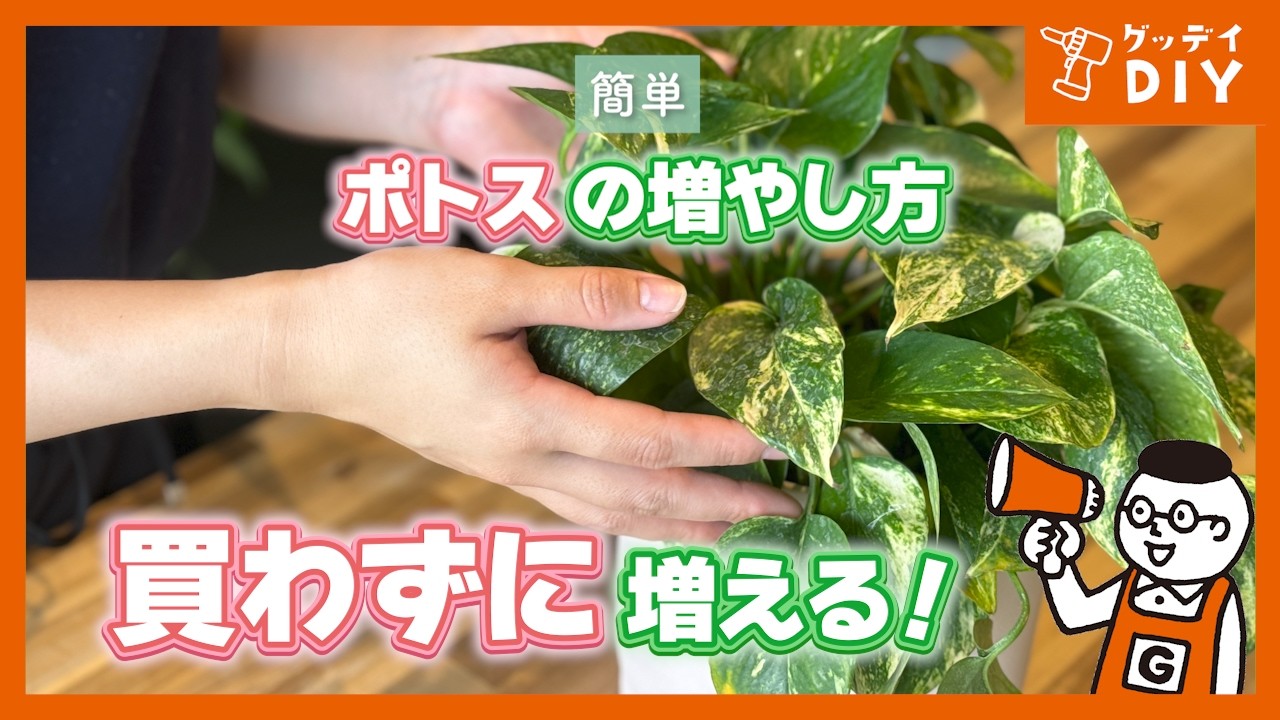 A must-see for gardening beginners! A complete guide to