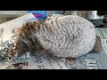 Virtual tour of Suffolk Prickles Hedgehog Rescue