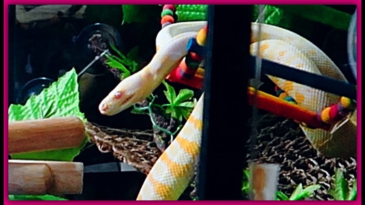 pet snakes and dogs Snakes That Dont Like Coming Out Try This Instead No Pressure But Be Patient