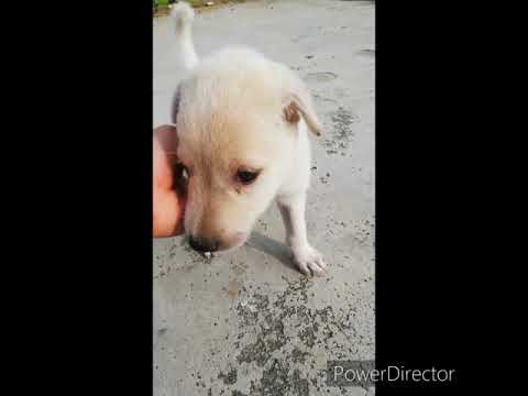 ASPIN PUPPY