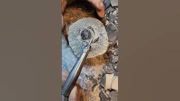 #fossils #artartist #crab #heydidyouseethisone #rock #cool