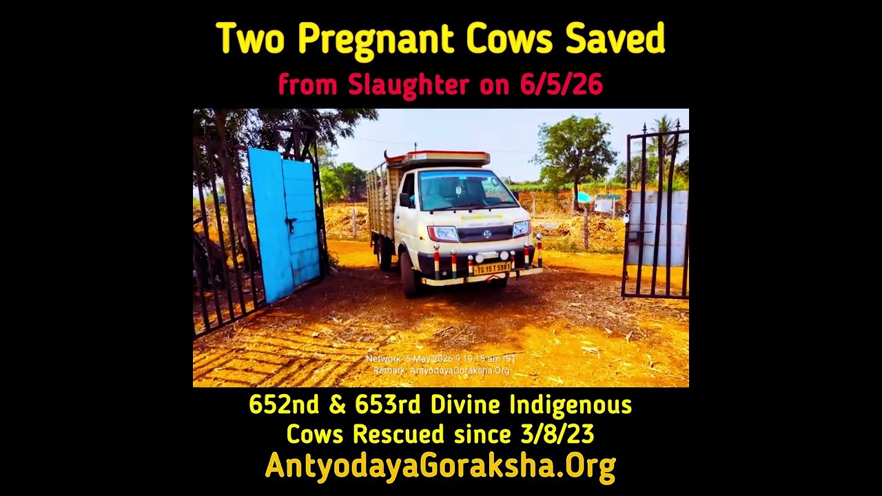 [06 May 2026] Two Pregnant Cows Rescued 🎉