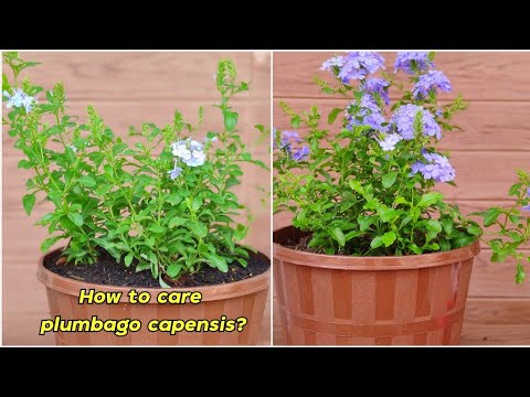 Amazing Beautiful Flowers Plumbago Capensis Care Tips For Beginners